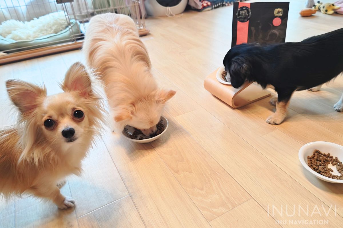 フィールドゲインズ　ウルトラプレミアムライトを食べる愛犬たち